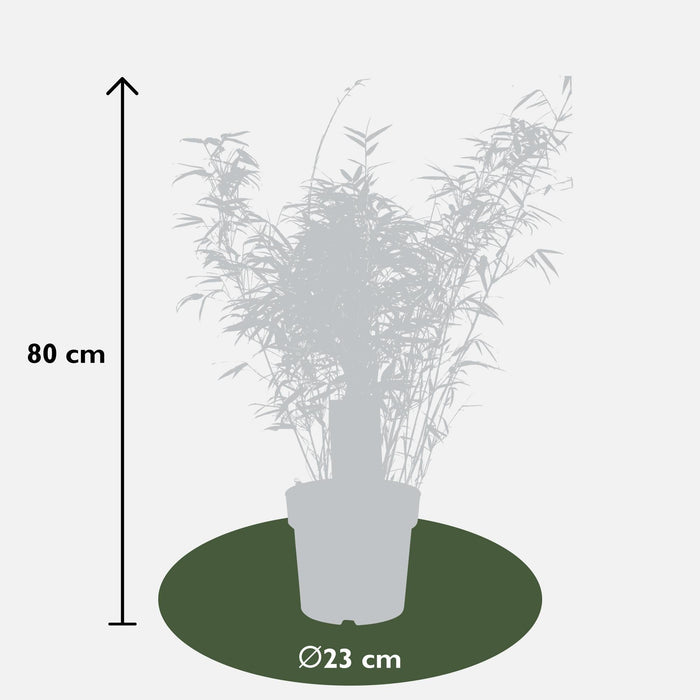 Bambus Fargesia Rufa - ↨80Cm - Ø23 - Uteanlegg