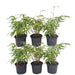 Bamboo Fargesia Rufa - Sett Med 6 Stk