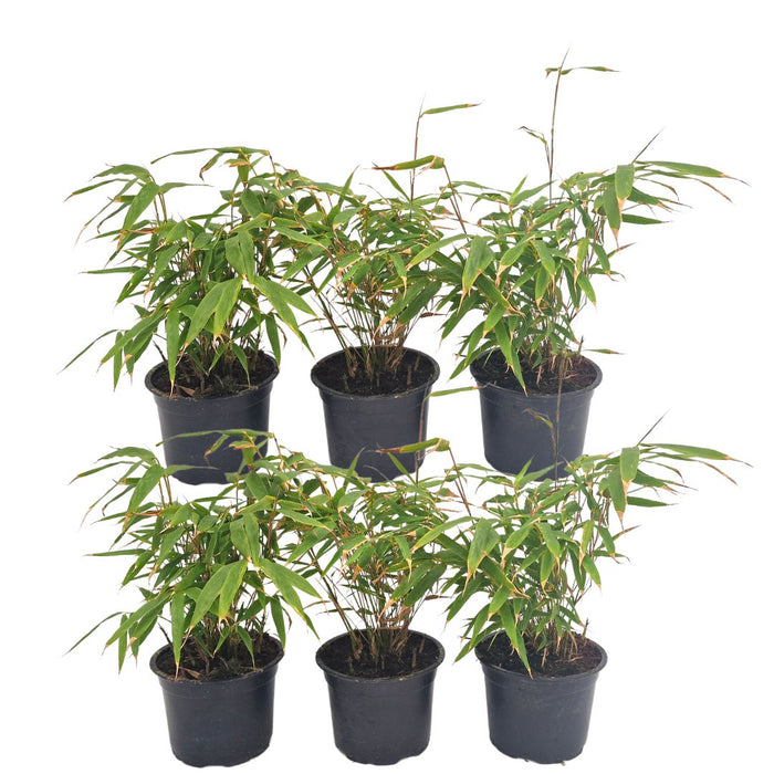 Bamboo Fargesia Rufa - Sett Med 6 Stk