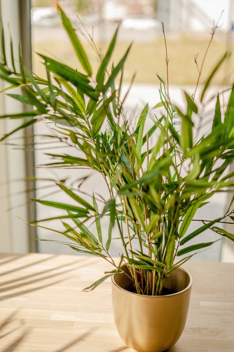 Royal Bamboo - Kunstig Grønn Plante