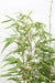 Bamboo Rufa - Sett Med 4