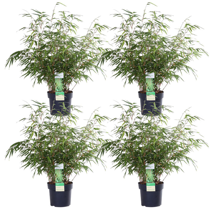 Bamboo Rufa - Sett Med 4