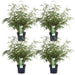 Bamboo Rufa - Sett Med 4