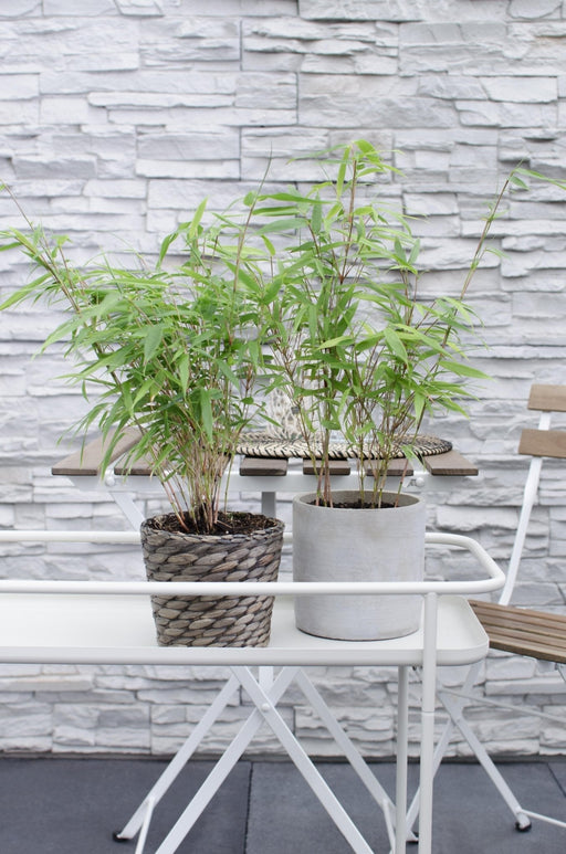 Bamboo Rufa - Sett Med 8