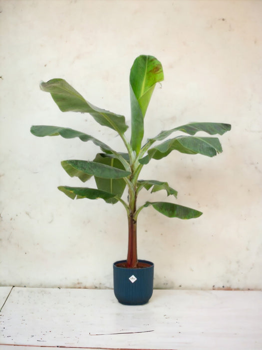 Musa Banan Tree Og Dets Blå Elho Pot Ø22 - 120 Cm