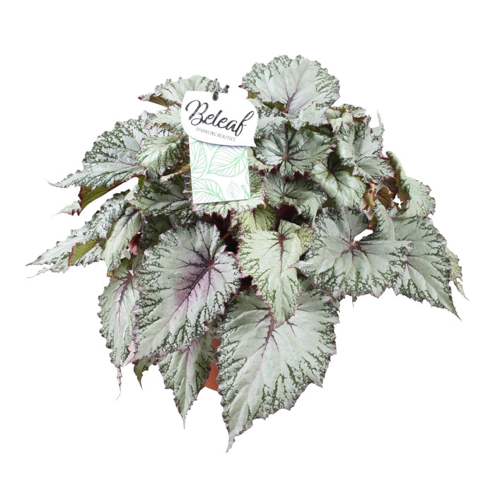 Begonia Beleaf 'Asian Tundra'