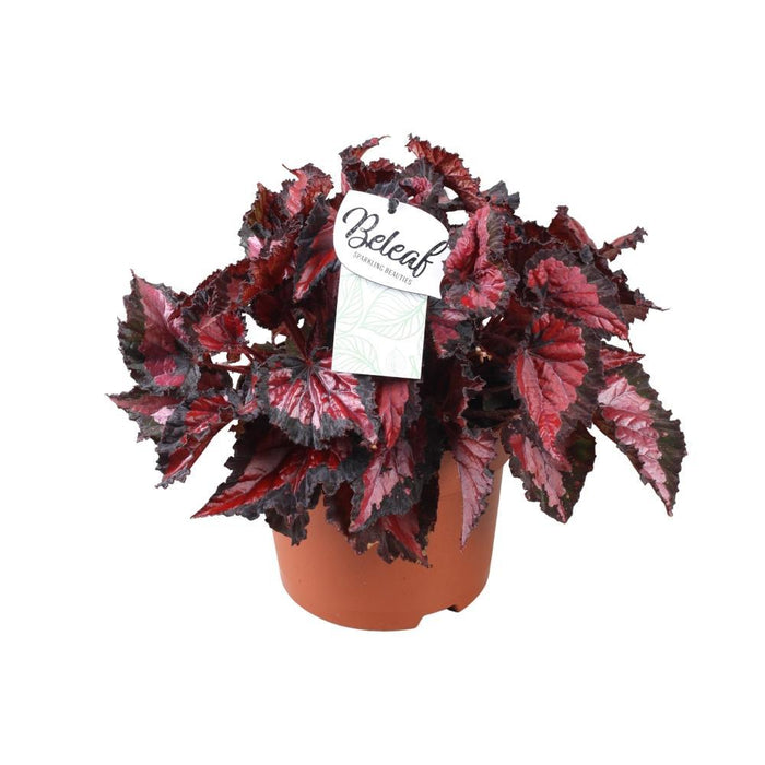 Begonia Beleaf 'Inka Natt'