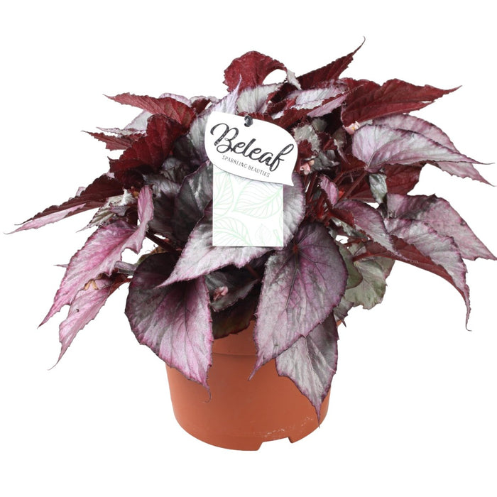 Begonia Beleaf 'Maori Haze'