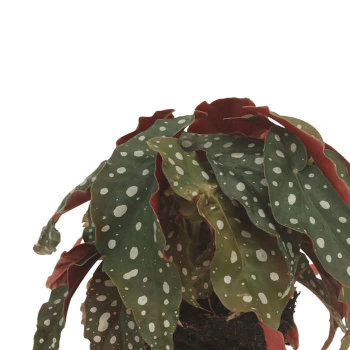 Begonia Maculata - Sett Med 2