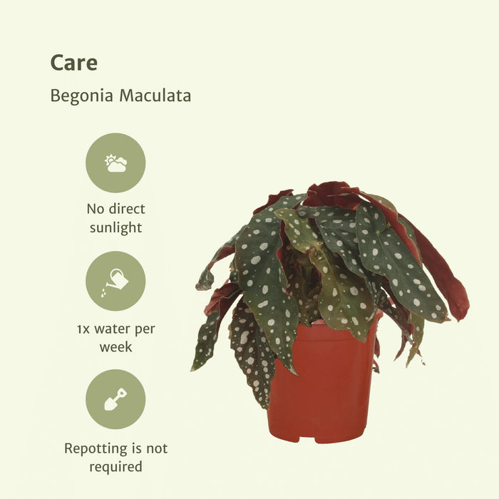 Begonia Maculata - Sett Med 2