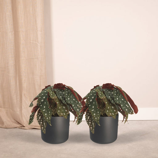 Begonia Maculata - Sett Med 2