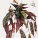 Begonia Maculata Kunstig Plante - H80Cm, Ø18Cm