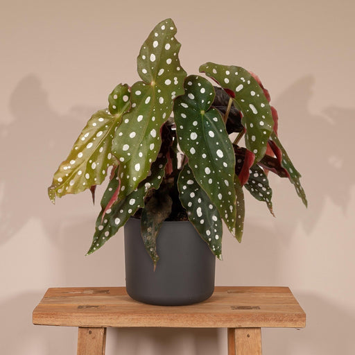 Begonia Maculata