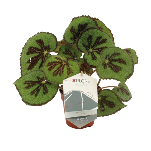 Begonia 'Masoniana Rock'