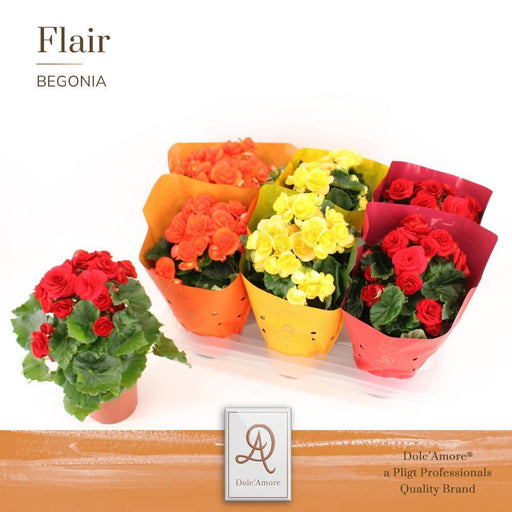 Begonia Mix D14Cm H31Cm