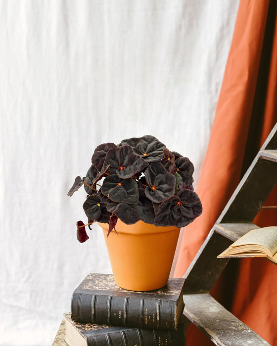 Begonia Rex Conga