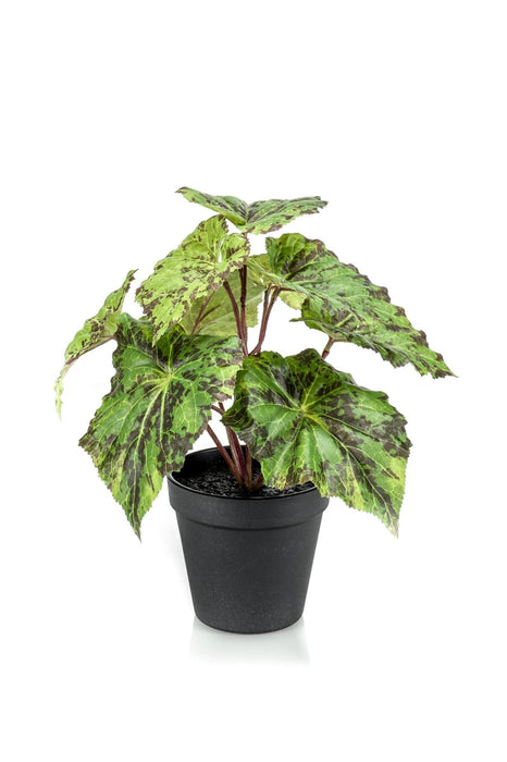 Begonia Rex Kunstig Plante - H25Cm, Ø11Cm