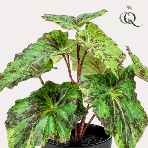 Begonia Rex Kunstig Plante - H25Cm, Ø11Cm