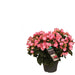 Begonia Pink Betulia Candy