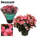 Begonia Pink Betulia Candy