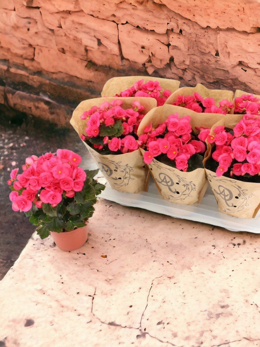 Rosa Rød Begonia D14Cm H31Cm