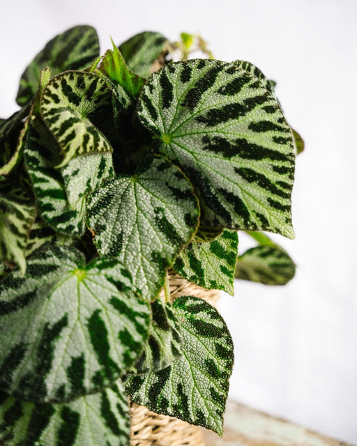 Begonia Sølvsmykker