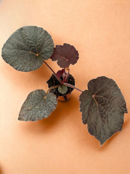 Taconite Begonia