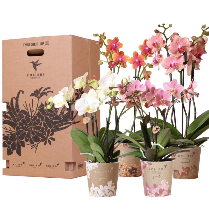 Orchid Surprise Box - 4 Varianter