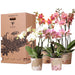 Orchid Surprise Box - 4 Varianter