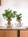 Bolglas Duo Clusia/Syngonium Grønn - 2 Stuks - Ø12Cm - ↕30Cm