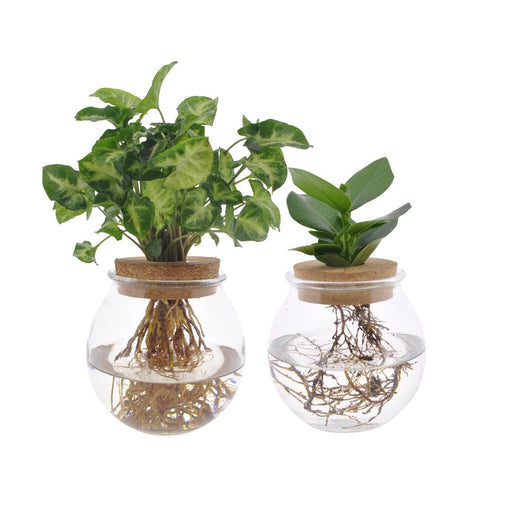 Bolglas Duo Clusia/Syngonium Grønn - 2 Stuks - Ø12Cm - ↕30Cm