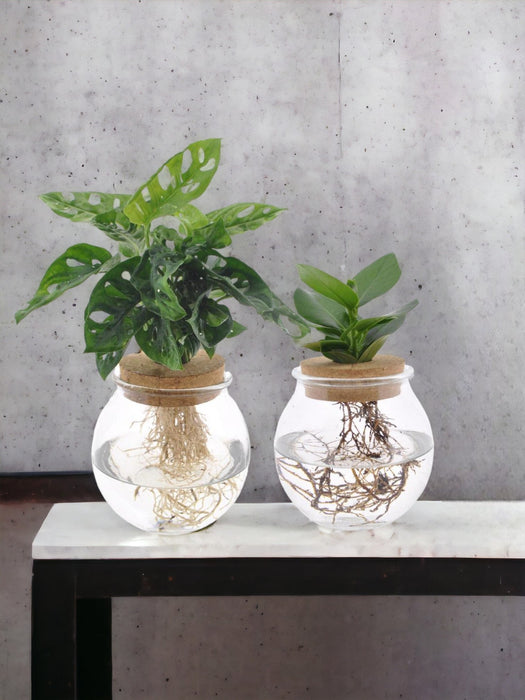 Bolglas Duo Monstera Adansonii/Clusia - 2 Stuks - Ø12Cm - ↕30 Cm