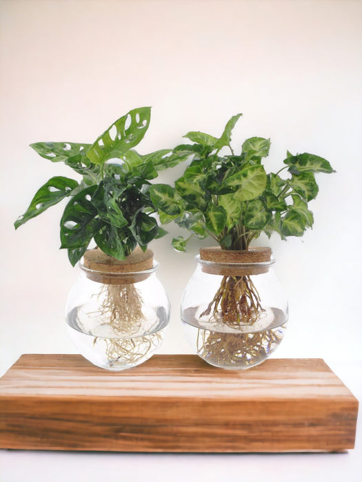 Bolglas Duo Monstera Adansonii/Syngonium Grønn - 2 Stuks - Ø12Cm - ↕12-30Cm