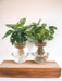 Bolglas Duo Monstera Adansonii/Syngonium Grønn - 2 Stuks - Ø12Cm - ↕12-30Cm