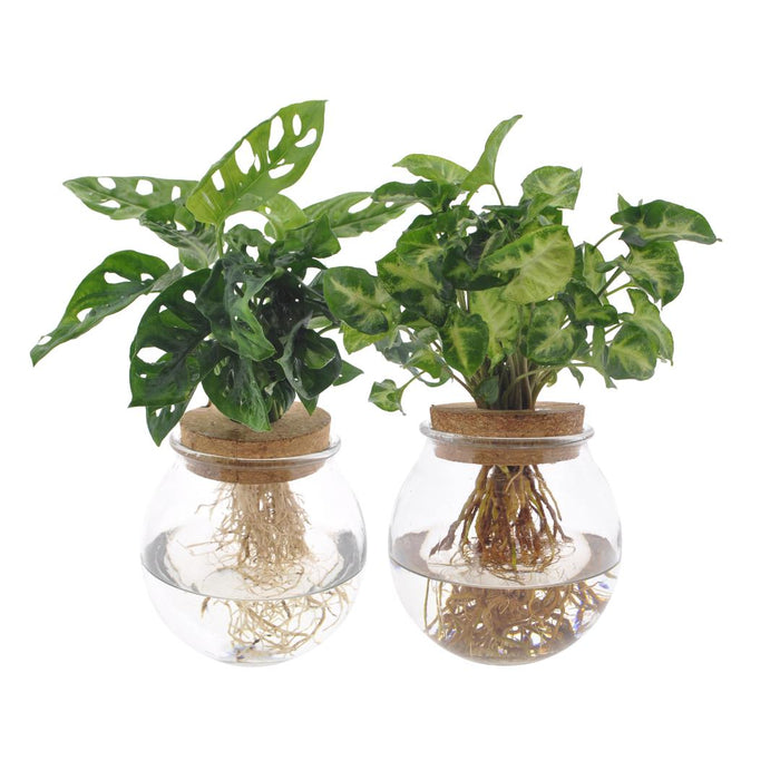 Bolglas Duo Monstera Adansonii/Syngonium Grønn - 2 Stuks - Ø12Cm - ↕12-30Cm