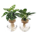 Bolglas Duo Monstera Adansonii/White Wave - 2 Stuks - Ø12Cm - ↕30Cm