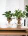 Bolglas Duo Syngonium Green/White Wave - 2 Stuks - Ø12Cm - ↕30Cm