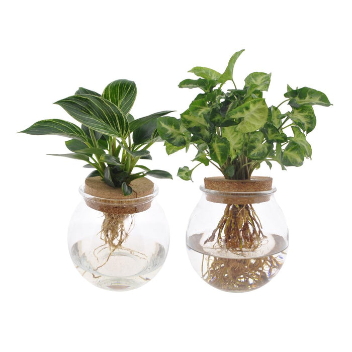 Bolglas Duo Syngonium Green/White Wave - 2 Stuks - Ø12Cm - ↕30Cm