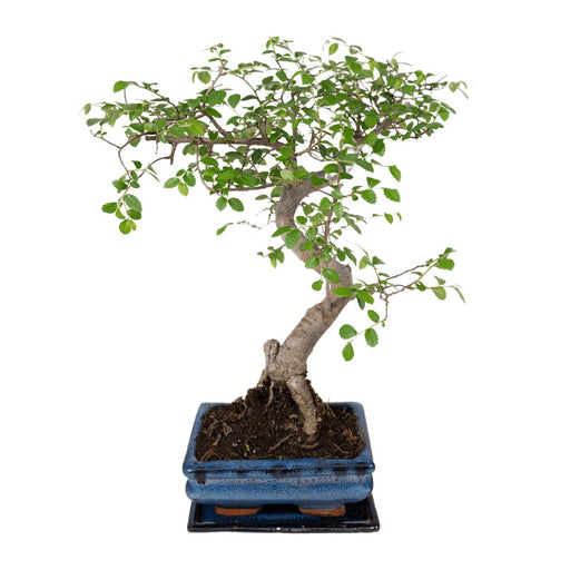 Bonsai