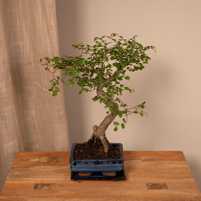 Bonsai