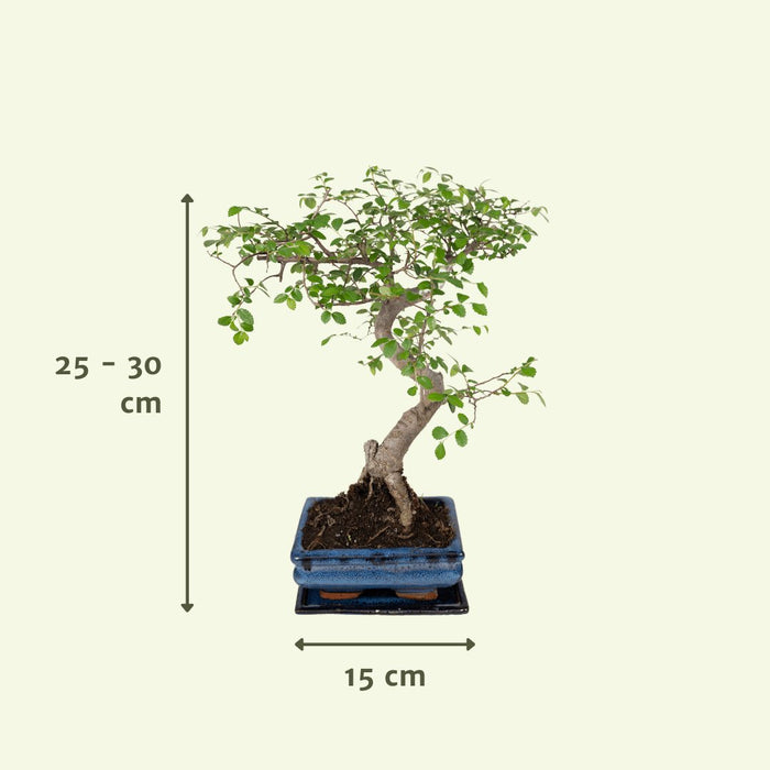 Bonsai