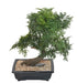 Kunstig Aralia Bonsai 50 Cm I Dekorativ Kopp