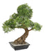 Kunstig Aralia Bonsai 95 Cm Innendørs Plante