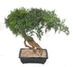 Kunstig Aralia Bonsai I Seksjon For Innendørs 60Cm