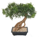 Kunstig Aralia Bonsai I Seksjon For Innendørs 60Cm