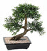 Kunstig Bonsai Black Willow 50 Cm Med Dekorativ Potte