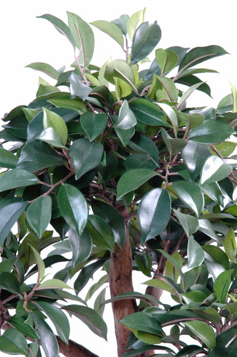 Kunstig Bonsai Ficus 78 Cm For Innendørs