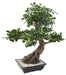 Kunstig Bonsai Ficus 78 Cm For Innendørs