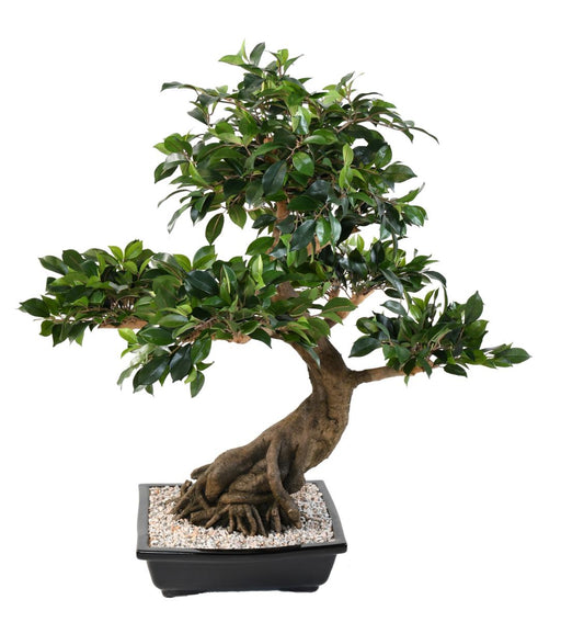 Kunstig Bonsai Ficus 78 Cm For Innendørs