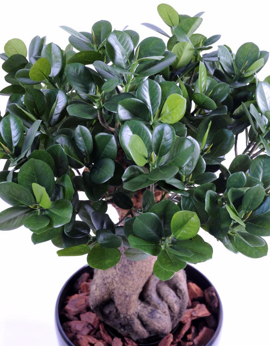 Kunstig Bonsai Ficus Panda Ginseng 60Cm